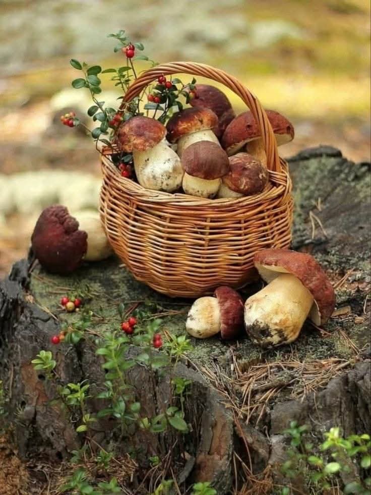 ✨Lub@wka✨ (@bel_lub) on Twitter photo 