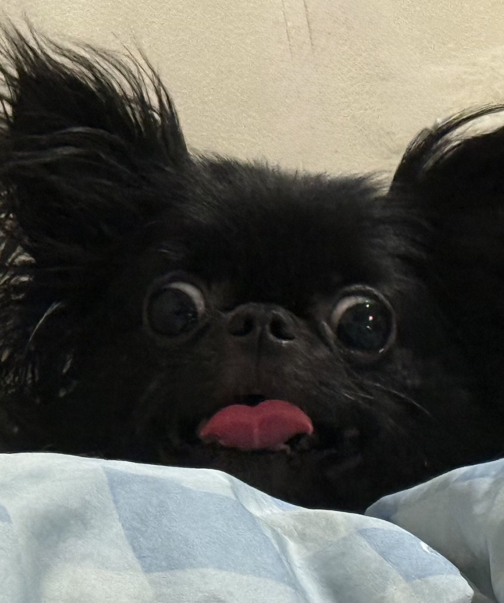 アイス食べてたら。遠くからライムがすごい顔で見てた。