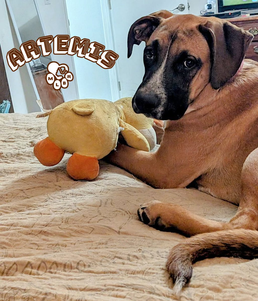 Artemis (aka Artie) is NEVER without a stuffy-seriously, he’s too cute for words! We can’t believe this playful puppy hasn’t been adopted yet.  Someone is missing out! Check his bio:  tinyurl.com/MLBR-ArtemisPe… Please SHARE to help Artie find his  home! #MustLuvBoxers