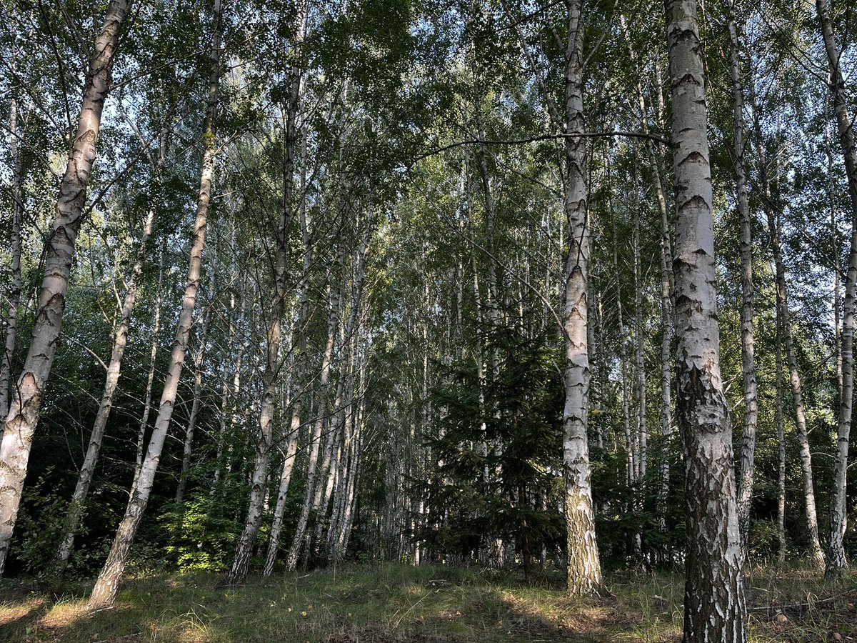 elli4kamiller's tweet photo. пішли з алеком по гриби🍄‍🟫🍄‍🟫🍄‍🟫 https://t.co/iWUmjFewsr
