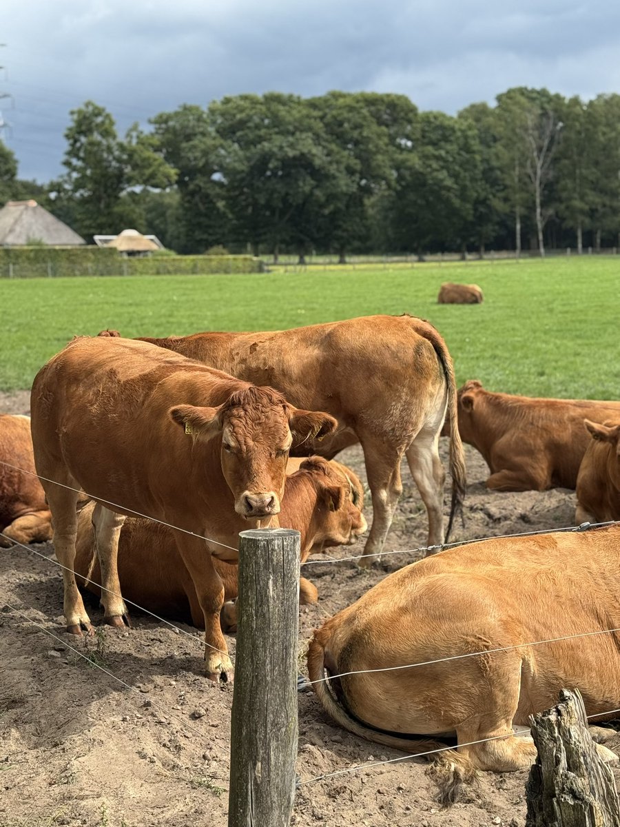 Biking in the Veluwe with <a href="/ShivonHusky/">Waffledog 🔜 EF30</a> and family 🚲🐶🦊🌲🌲💖