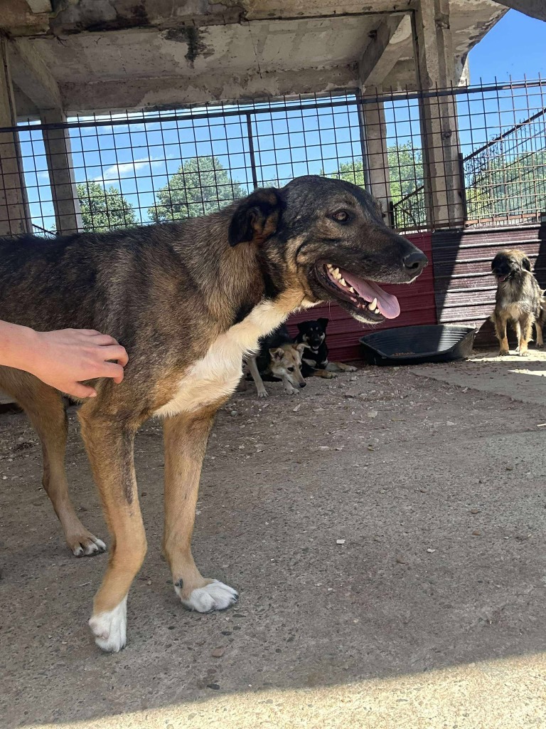 Pawprints2F's tweet photo. 4 year old Martini keeps being overlooked 😞
She has been with us for 3 years and have seen friends come and go.
She is such a wonderful girl who can live with dogs, cats and sensible kids 8+
Martini will fill your heart with so much love! ❤️

Apply: https://t.co/UKATK6Nz6w https://t.co/JvTsPtQaV1