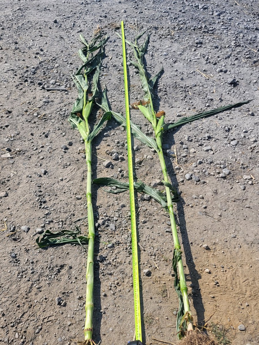 Michael Nolan tweet media