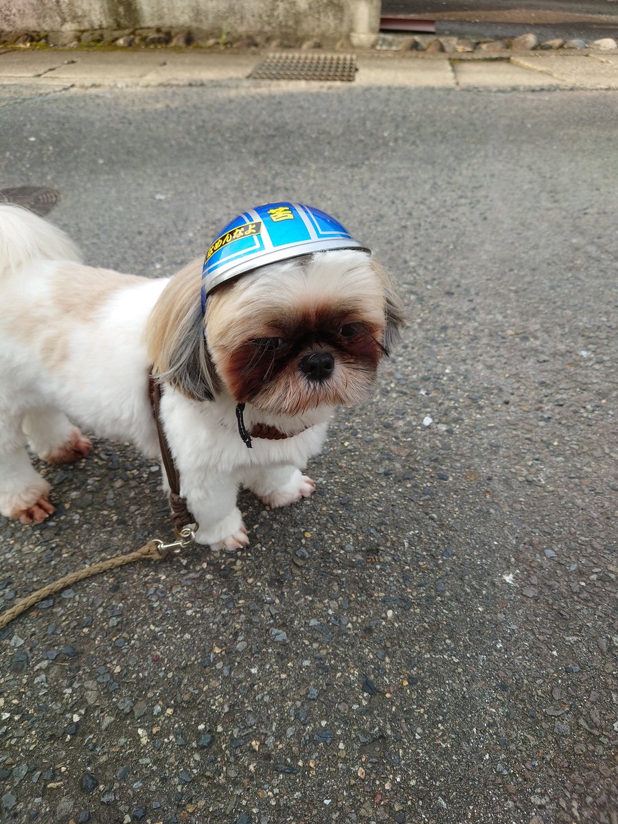 mystyle141's tweet photo. 昨日 犬市場夜市でついつい買ってしまったヘルメット
可愛くてついつい被せ��散歩してしまうw https://t.co/rKkEW2twwh