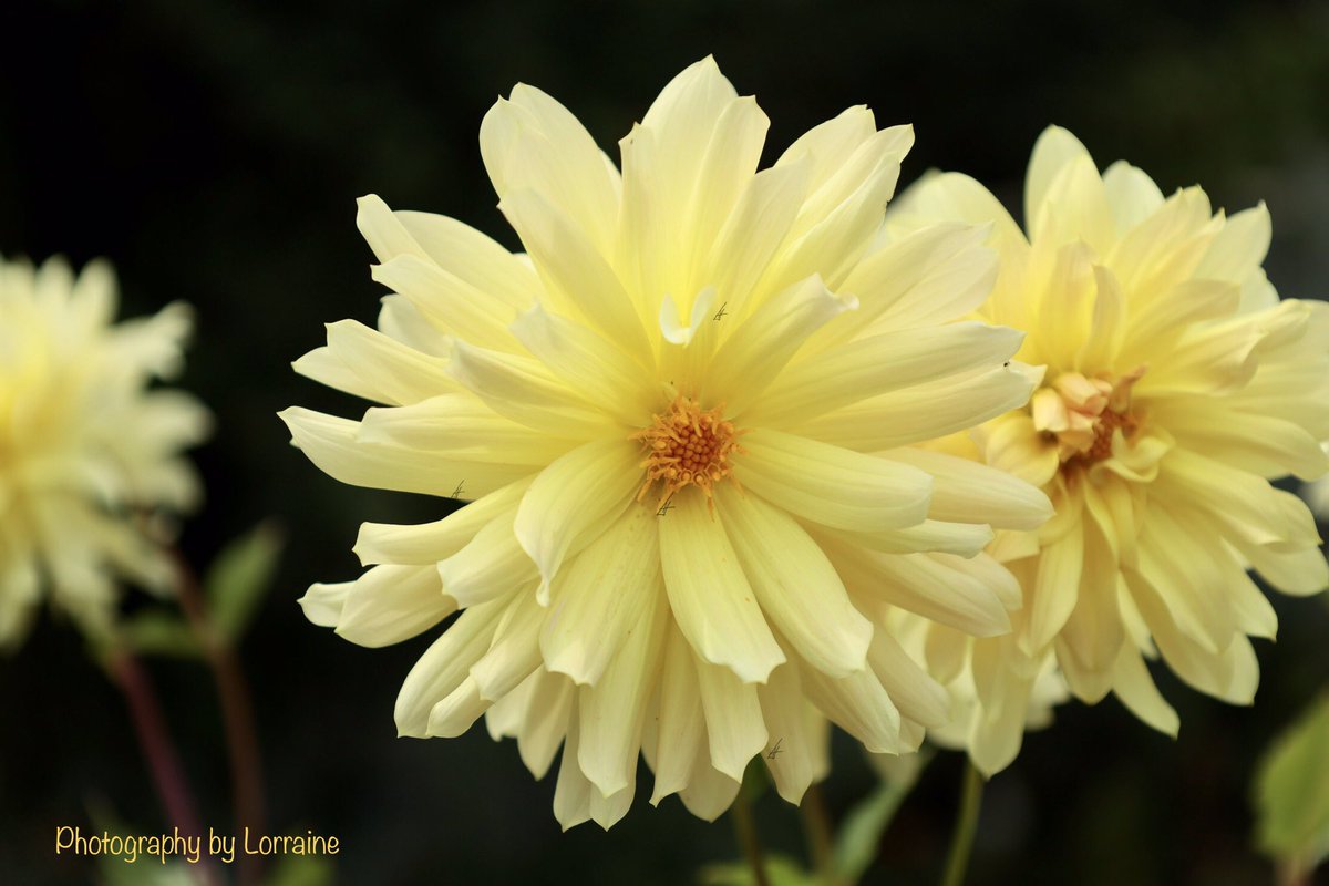 Enjoy your Sunday 😊🌼 
😊#SundayYellow #dailydahlia #dahliaseason #mygarden #GardeningTwitter #flowerphotography