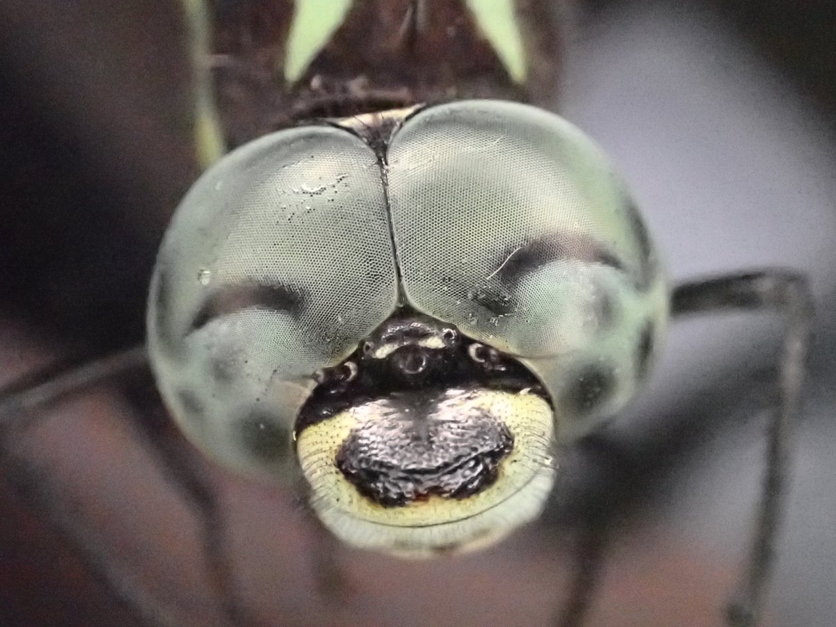 あやたか tweet media