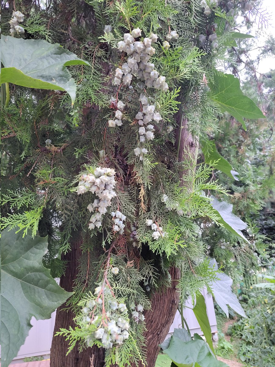 검정 고무신 시절
이거 따서 칭구들한테 던지고 막 그랬다 ✋️