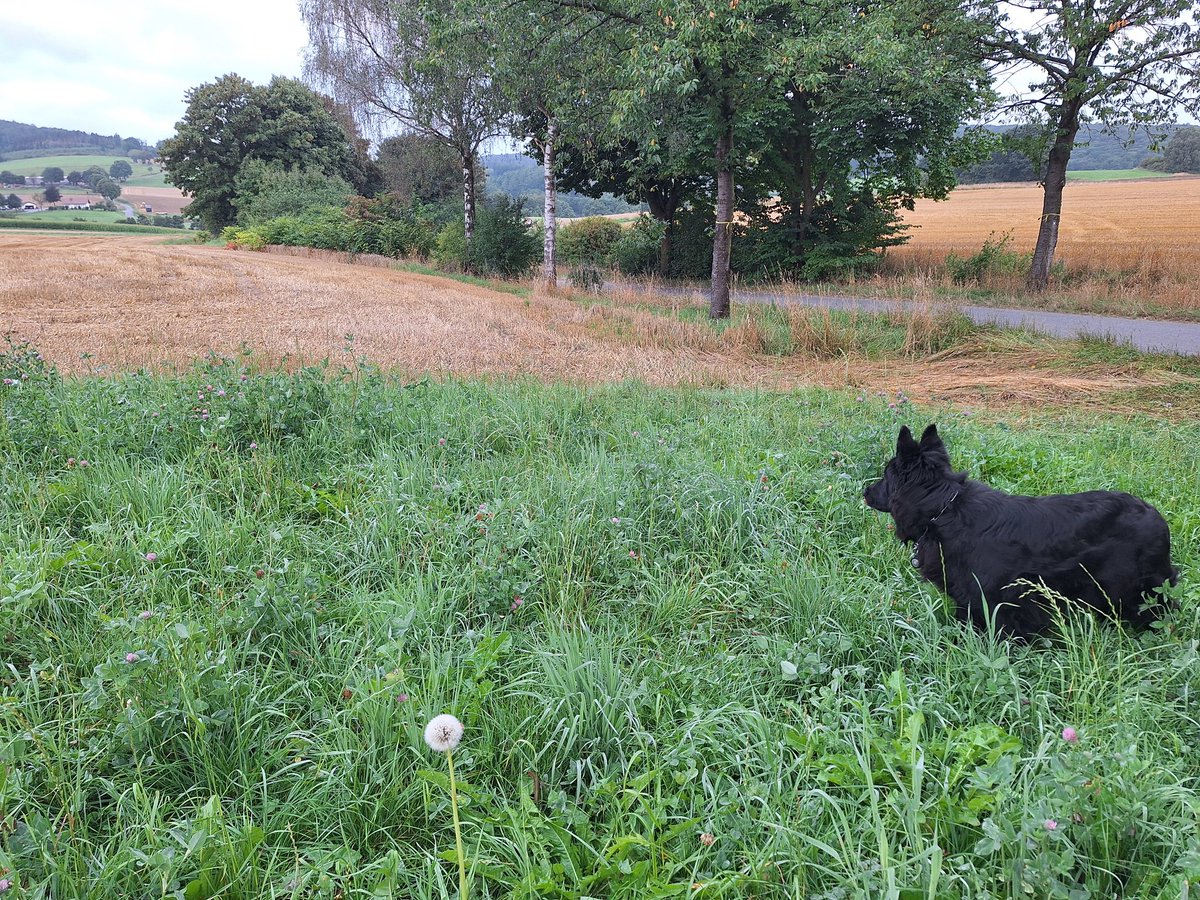 Innovative Ideen💡helfen der Natur 
Felder zum größten Teil abgeerntet
Black Lady Holly 🐾 
hat am heutigen Sonntag 
die wahrscheinlich letzte stolze Pusteblume 🙏🌞🍀 2025 entdeckt 
Auf einen bunten🍁🍂 und friedlichen Herbst🌐🕊
Gruß aus Warstein🌲🌳
Hubert und Holly 🐾🐾
👍💡