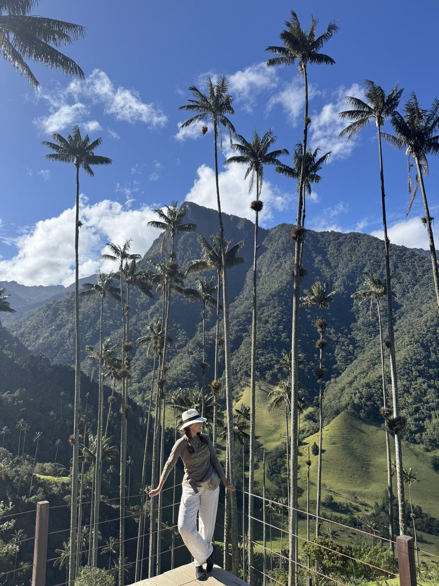 Sabíais que en Colombia, en el Valle de Cocora, está el bosque de  palmas más altas del mundo?