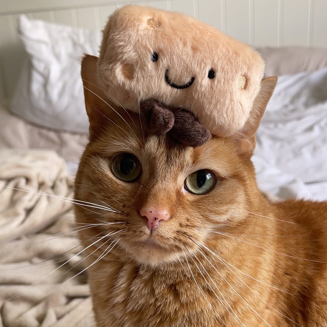 two cats reunion 🐾