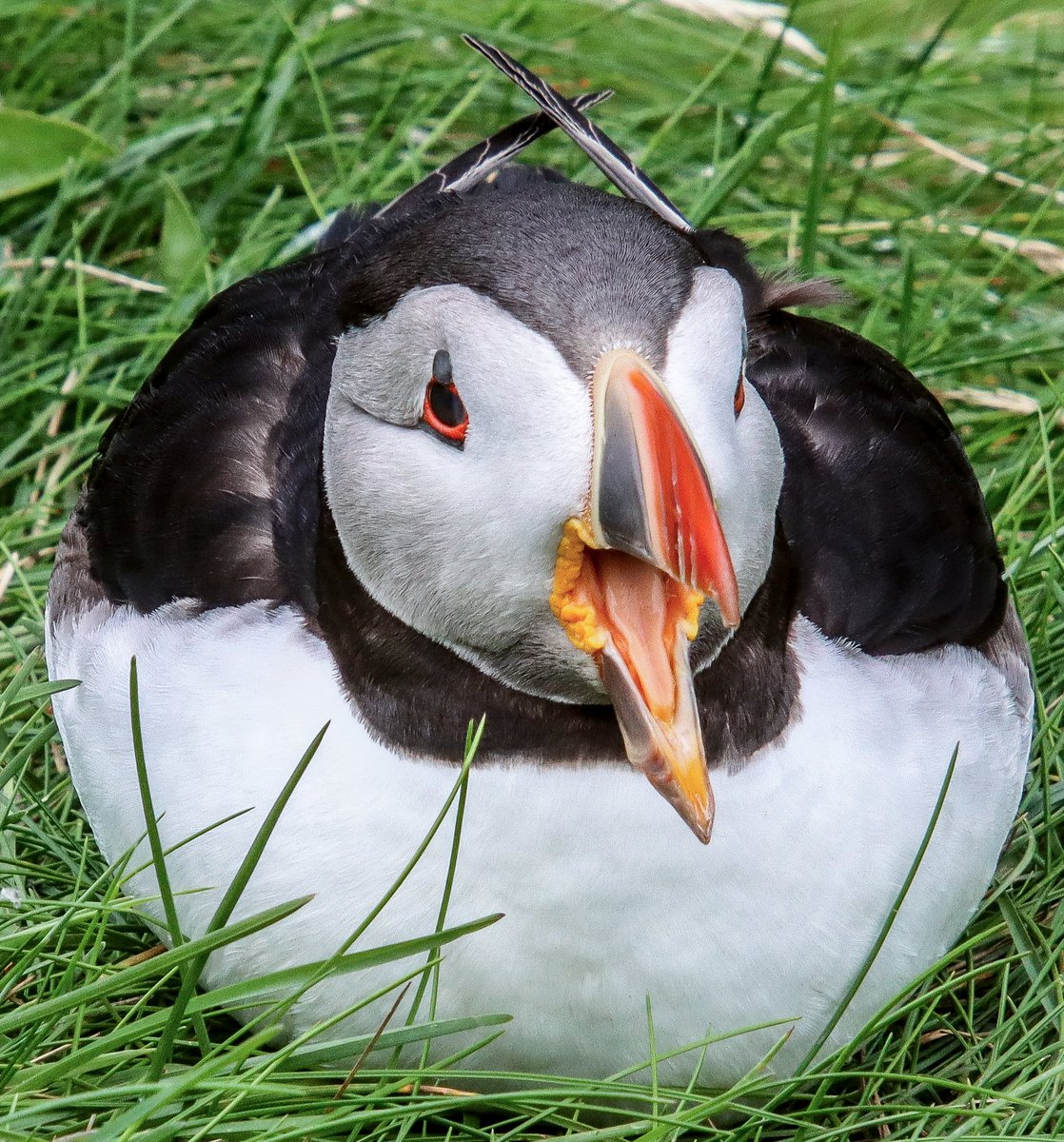 <a href="/SteelySeabirder/">David Steel</a> A Sumburgh Head #Puffin  from a couple of weeks ago for #SuperSeabirdSunday