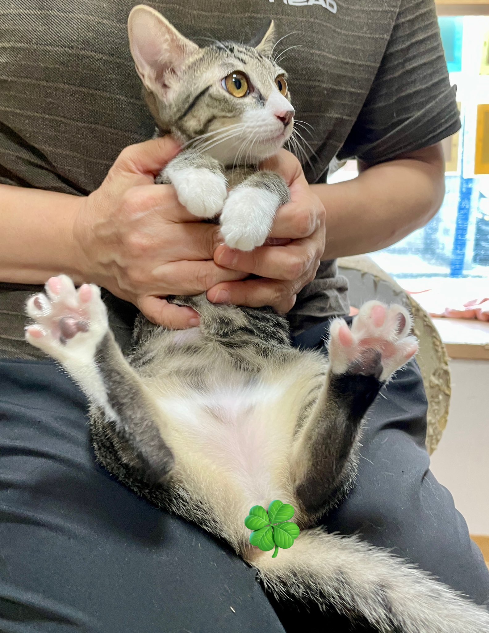 クロ🐾𓏲𓎨 (@zx400g) / X