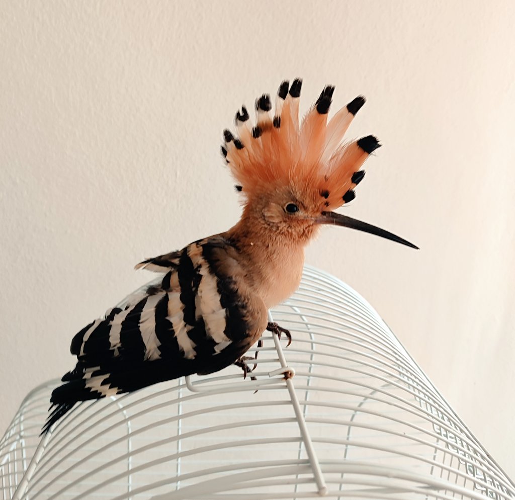 ChocotitaKawai's tweet photo. Está mañana he encontrado en la calle una pobre abubilla, tiene un ala rota y cojera, seguramente le han dado un golpe. He llamado al Cofib fauna y lo llevaremos, espero que sobreviva, la he hidratado y está en una cajita con calor 😢
#Abubilla #Aves #Pajaros #Animales https://t.co/9Nn2voIaY7