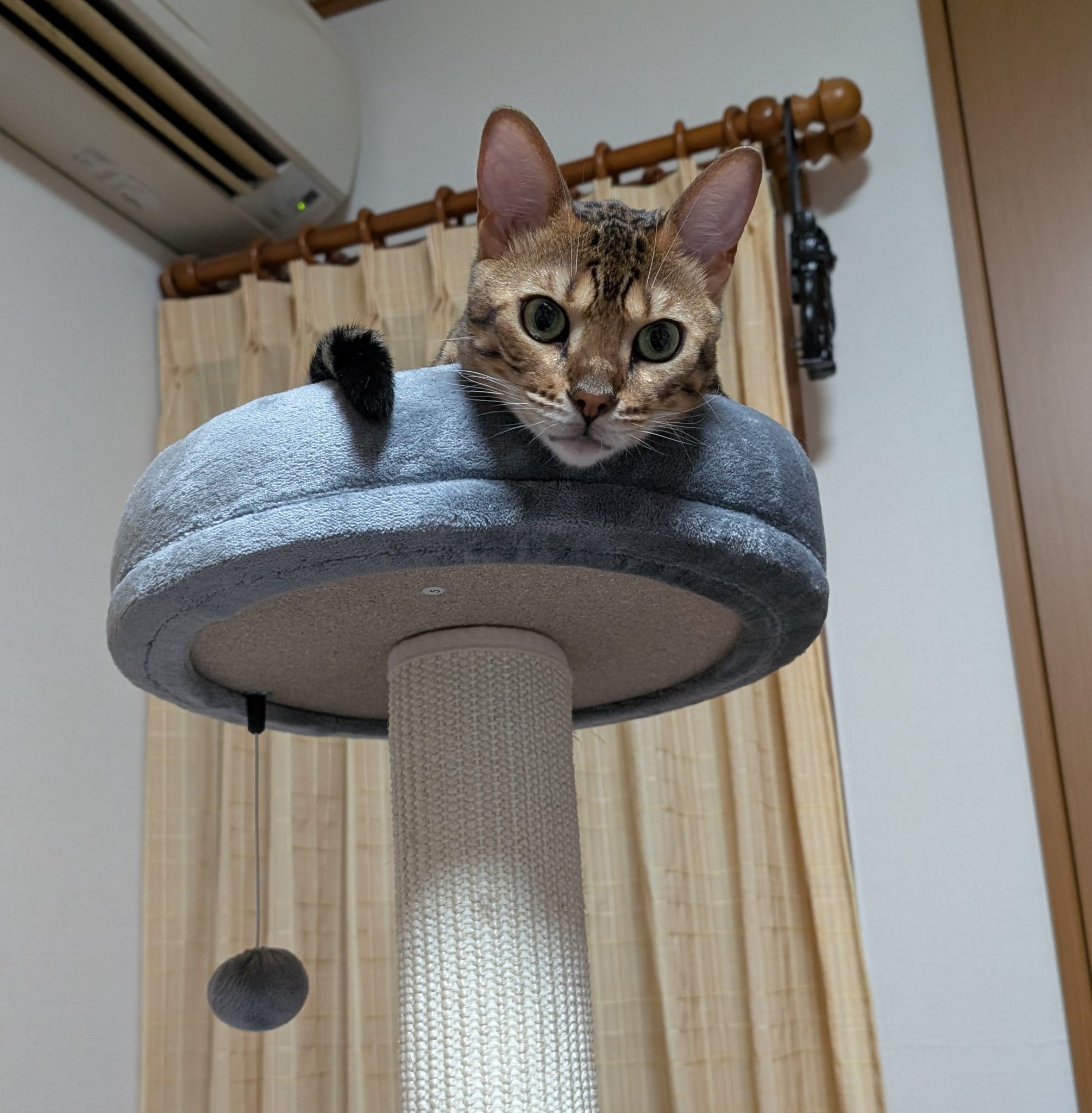 【ねこねこ】 CT-CSB02-MU-05.jpg