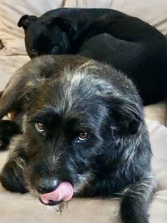 BaquetIsabel's tweet photo. @StephenKing They are watching… no food involved https://t.co/MqyP5YdxIu