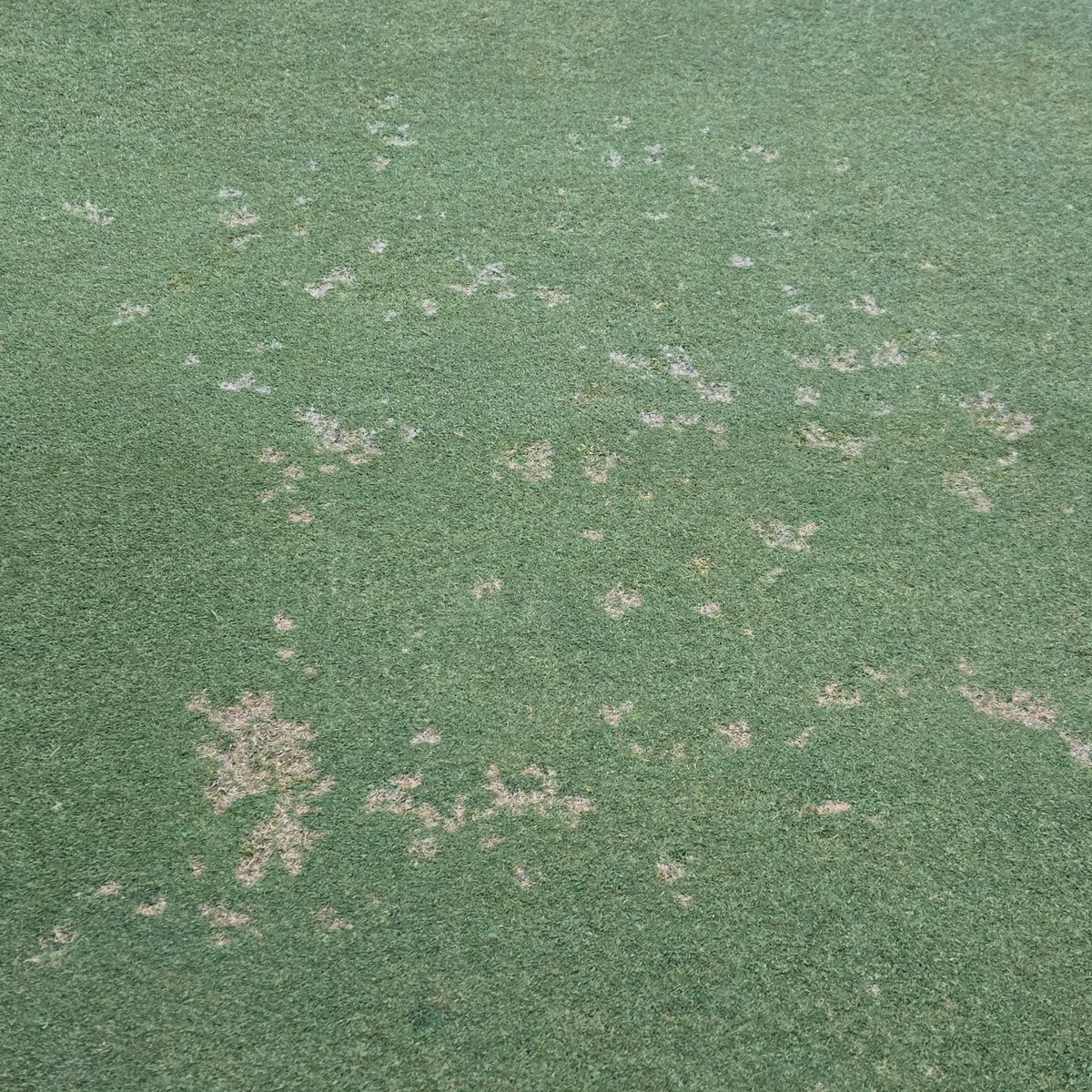 Dealing with fungicide resistance is 👎.  Join the ADKGCSA &amp; Dr. Geunhwa Jung THIS Thursday (Aug 21st) at 10am for our Walk and Talk at Skene Valley GC.  We'll discuss fungicide resistance and plans to renovate greens to a more insensitive cultivar.  1.5 NYSDEC CEUs available.
