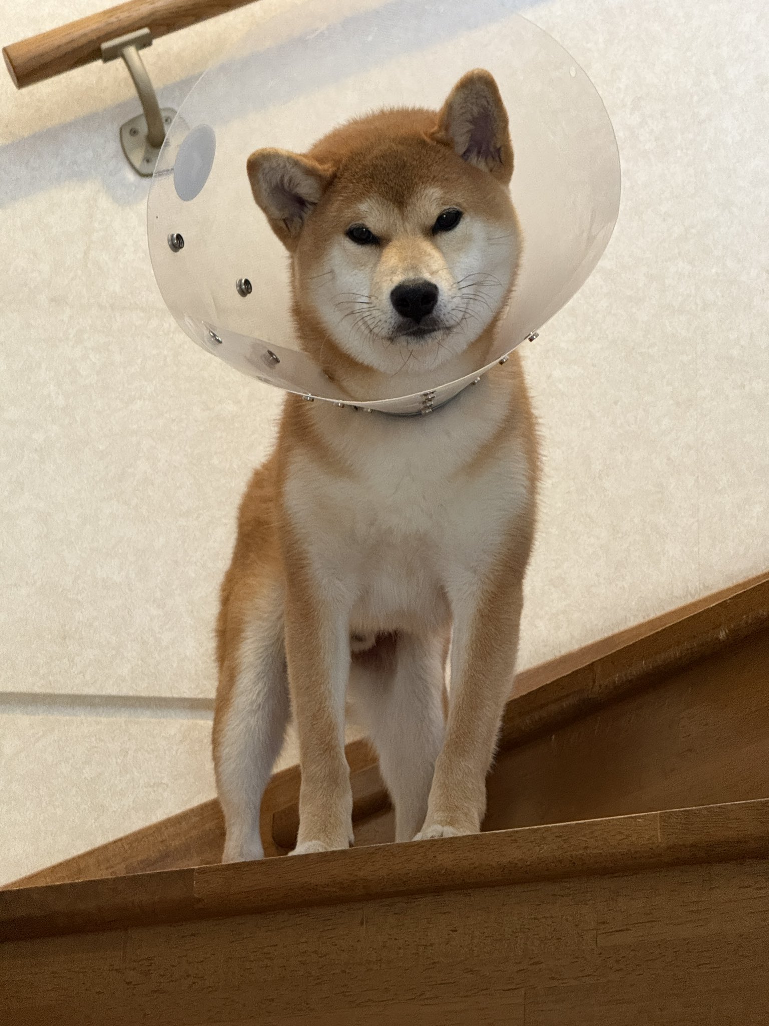 すゞ柴 （柴犬いぶき） on X: 