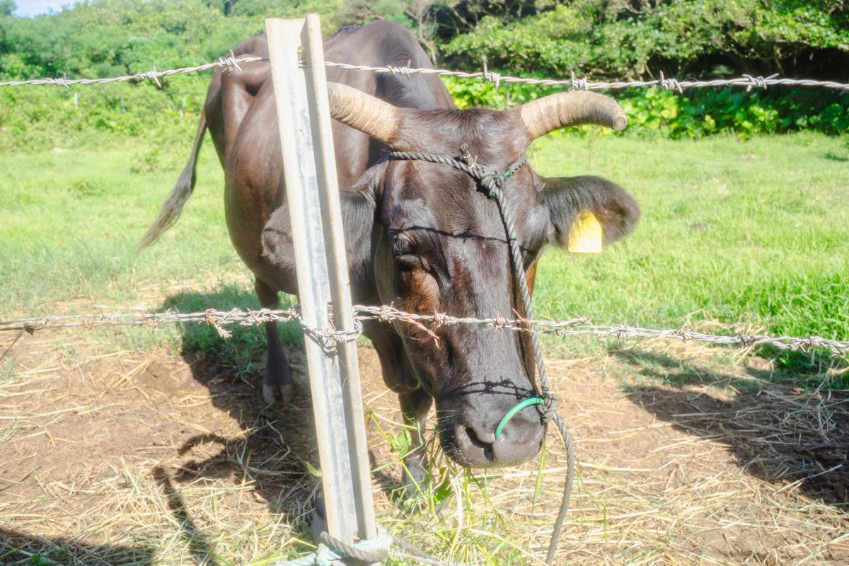 石垣島🏝️

#カメラ仲間募集 #写真部 #sony #写真好きな人と繋がりたい #カメラ好きな人と繋がりたい #사진 #일본 #旅行好きな人と繋がりたい  #キリトリセカイ #ファインダー越しの私の世界  #スナップ写真  #石垣島