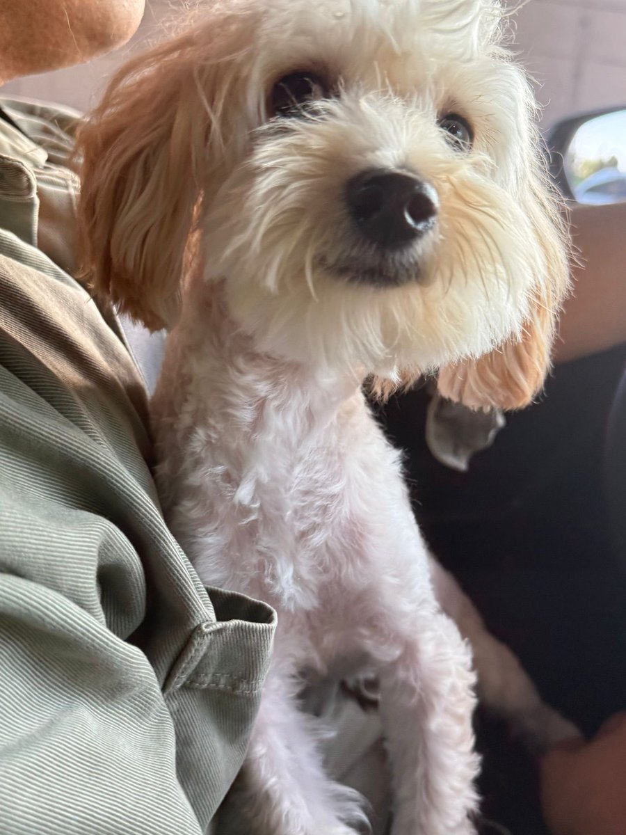 nilgunnyy's tweet photo. Maltipoo cinsi-1 yasında-kısır-erkek çok sevecen, ilgi aşığı🥺🥺 sahibi bakamadığı için barınağa bırakmış..vicdansızlığın böylesi.. sahiplenecek birisi çıkar mı🥺 Yer: Başakşehir/İst https://t.co/3ZHl7pKdjY