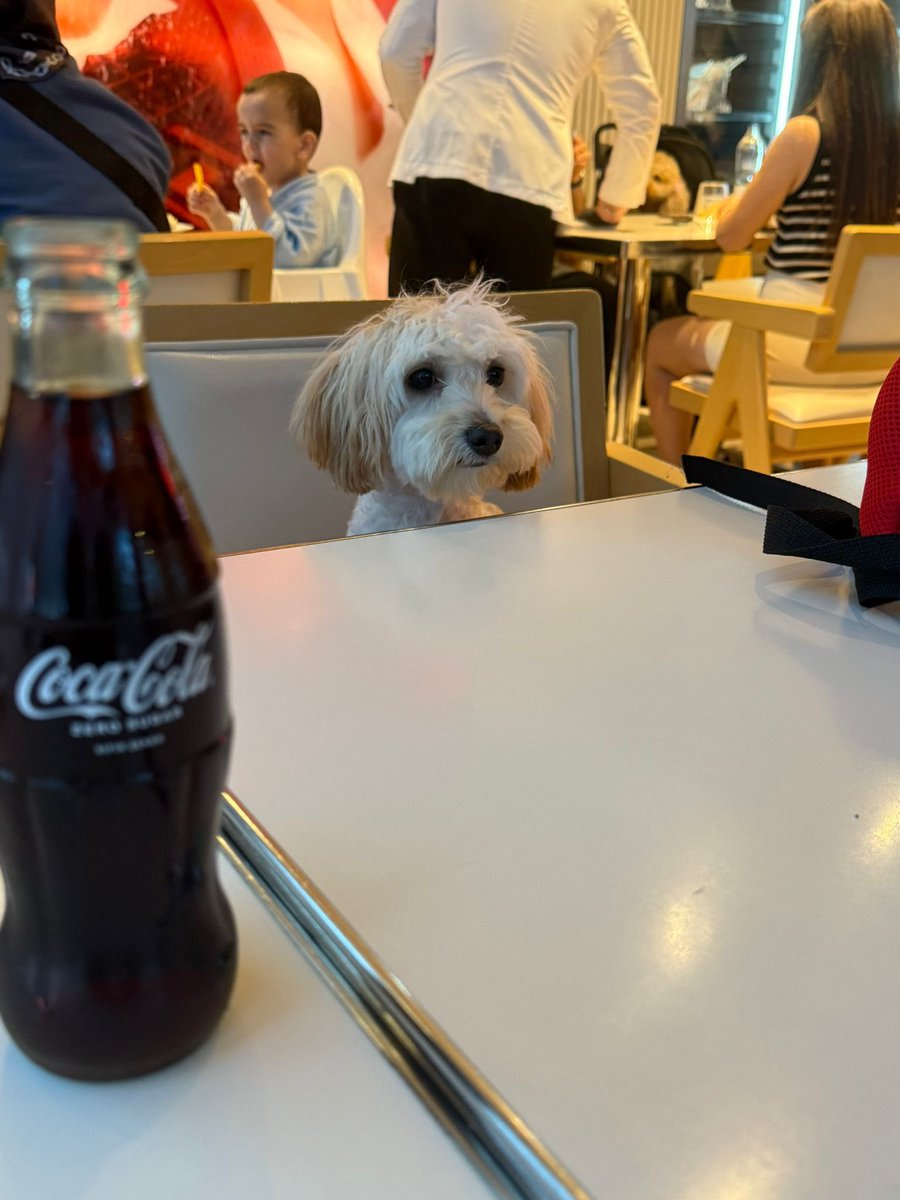nilgunnyy's tweet photo. Maltipoo cinsi-1 yasında-kısır-erkek çok sevecen, ilgi aşığı🥺🥺 sahibi bakamadığı için barınağa bırakmış..vicdansızlığın böylesi.. sahiplenecek birisi çıkar mı🥺 Yer: Başakşehir/İst https://t.co/3ZHl7pKdjY