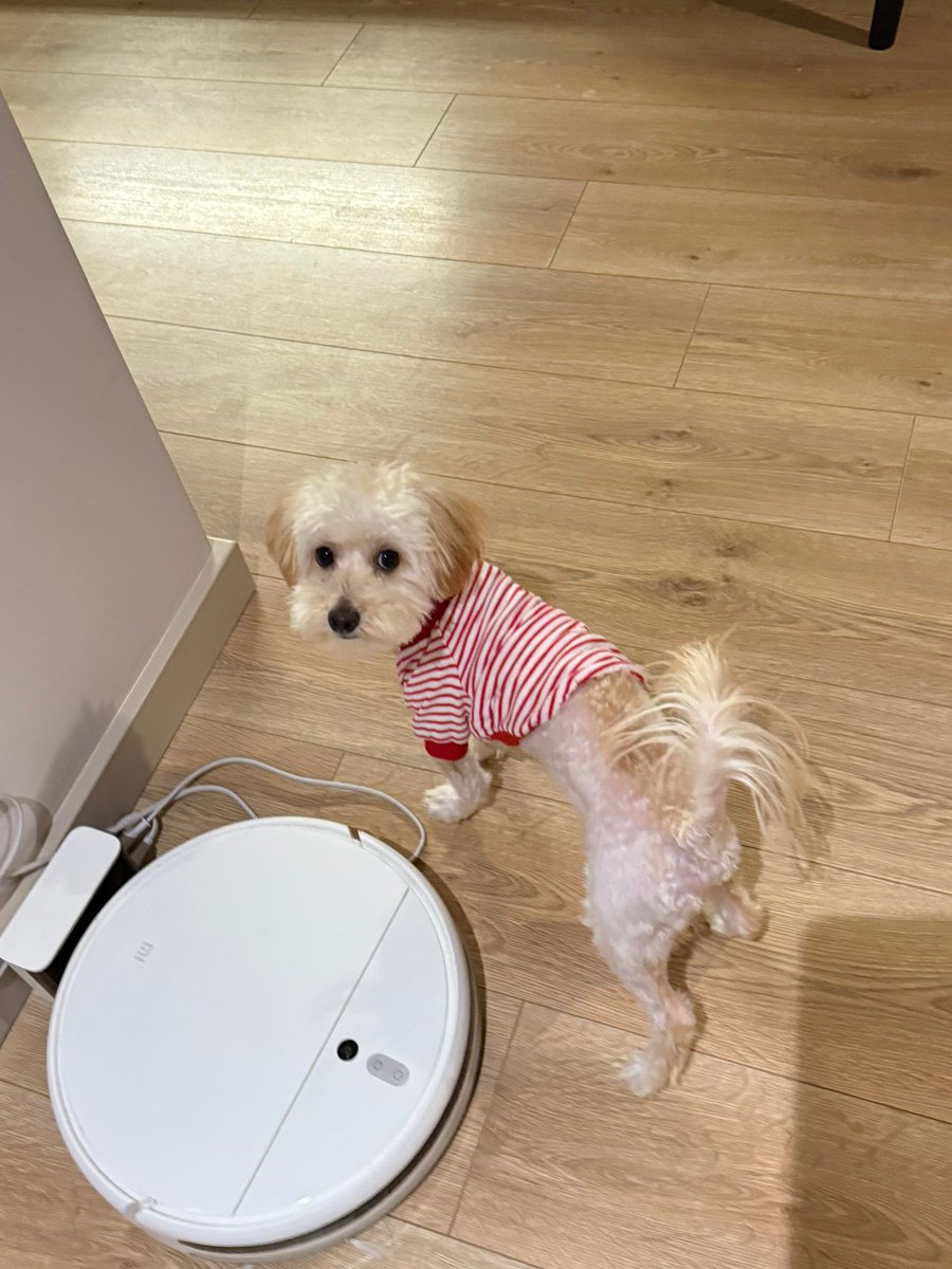 nilgunnyy's tweet photo. Maltipoo cinsi-1 yasında-kısır-erkek çok sevecen, ilgi aşığı🥺🥺 sahibi bakamadığı için barınağa bırakmış..vicdansızlığın böylesi.. sahiplenecek birisi çıkar mı🥺 Yer: Başakşehir/İst https://t.co/3ZHl7pKdjY