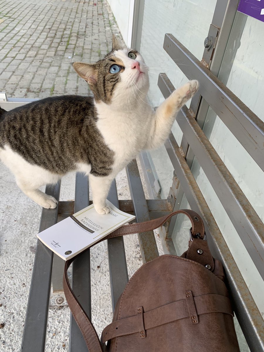 kayisi kiyarustemi tweet media