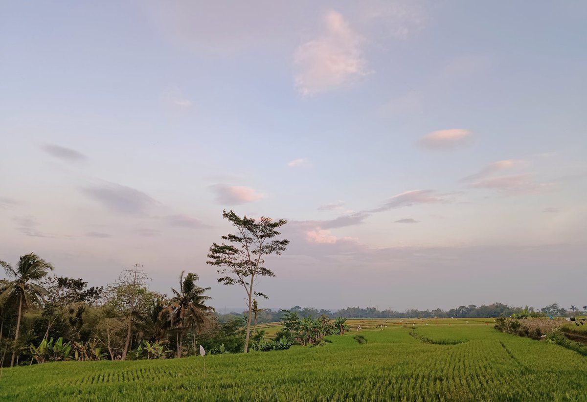Anieta_Imuetz's tweet image. Ketika liburan ke tempat nenek 🌾🌾🌾 #holiday #sunday #ricefield #NatureBeauty