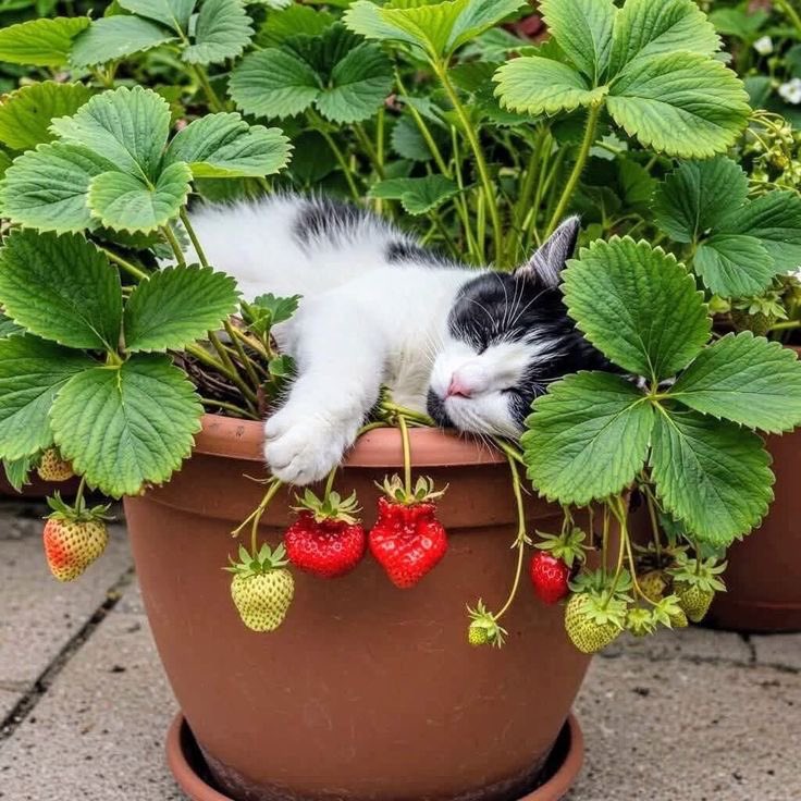 <a href="/marie_nassar/">Marie Nassar</a> ☕️🍪🍇🍓🍏
Good morning dear Marie 💐💐
Beautiful Sunday day 🤗🌸🪻
With your family 💐🌹🪸🐚🌺
Joy 🌲peace 🕊️love 💝🍀💝🍀
kindness happiness 🌸💐💞🪸
Good health 🤗☀️ staysafe that care 🍀💝
Hugs from Cookie and me 🐾🐈‍⬛😻😻🐾🐱🍓