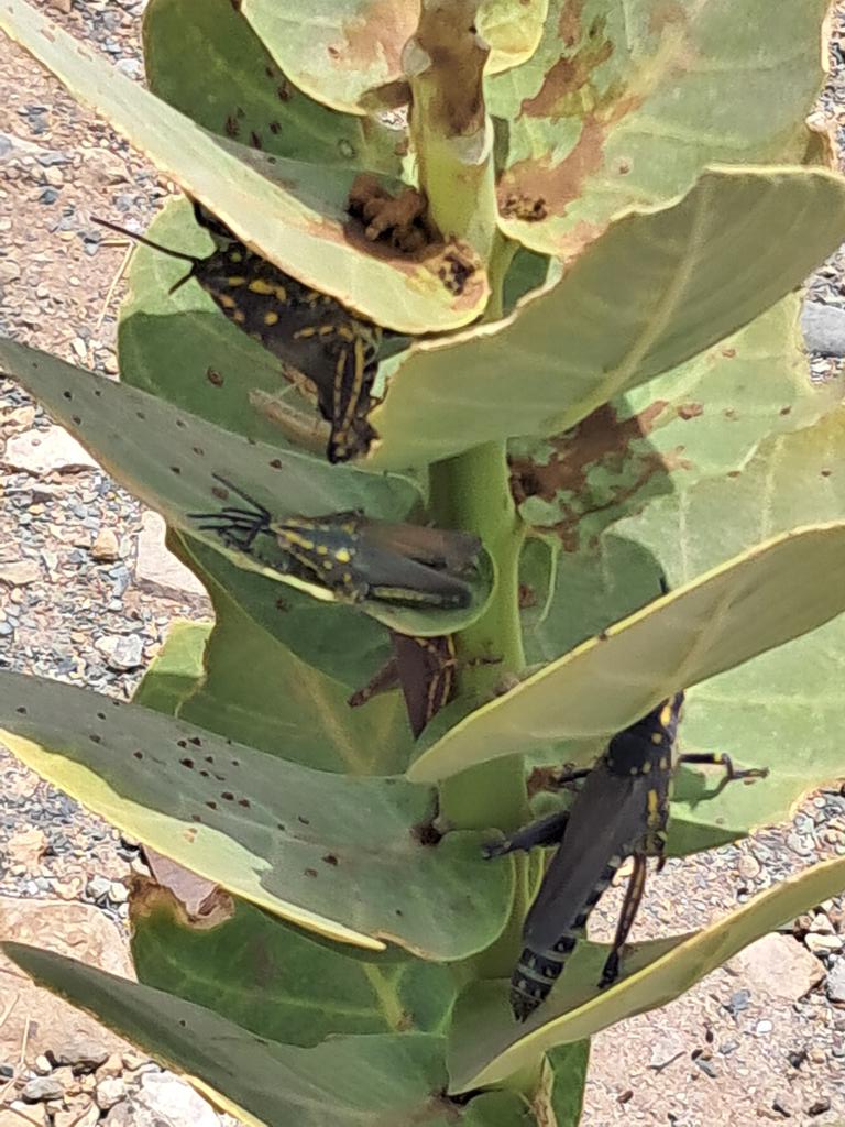 نُسمِّيه ( جراد العُشُر)في جنوب محافظة العرضيات ممايلي روافد يبة السفلى ومركز الويد ونقصد هذا الحشرةالتي تجتمع على غصن هذه العُشُرة الصغيرة ،طبعا بالقرب من هذا المكان أشجار كبيرة، لكن هذه الحشرة فضَّلت هذه النبتة فلعلّنا توفَّقنا في الاسم.وكما يقال اسم على مسمَّى.😁