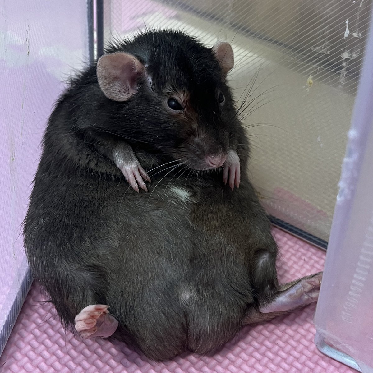 #ラットの左文字　#かねさもぎる