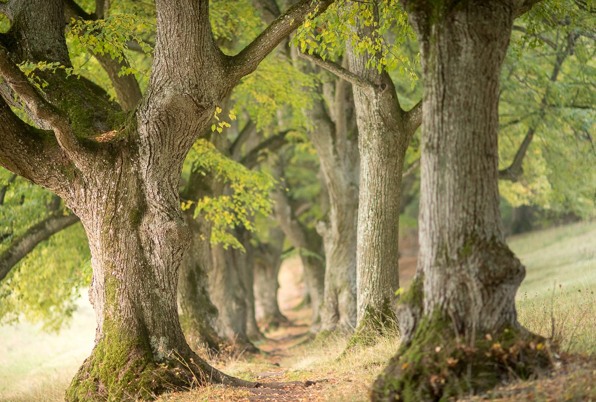 Lime alley in Germany