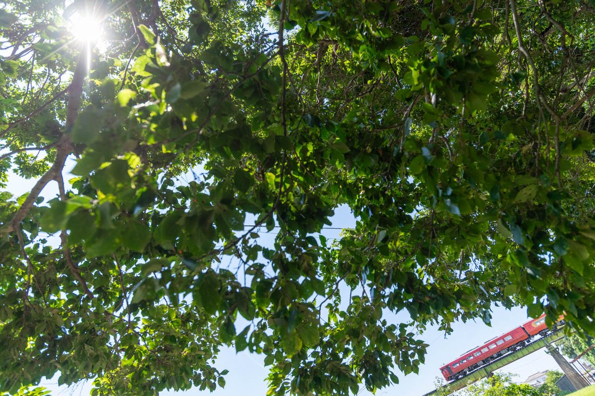 木漏れ日

#伊予灘ものがたり
#予讃線