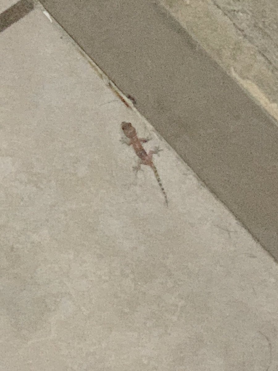 Bro hay una lagartija bebé en mi baño, la voy a adoptar ✌🏽