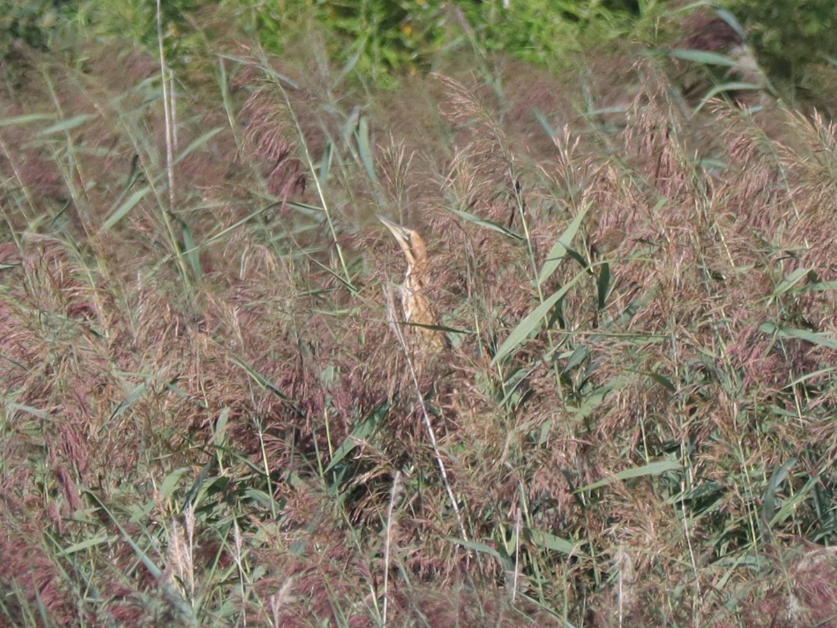 Tony Stanford (@tstanford3722) on Twitter photo Bittern this morning at Storton's GP. <a href="/wildlifebcn/">The Wildlife Trust for Beds, Cambs & Northants</a> <a href="/Natures_Voice/">RSPB</a> <a href="/NatureUK/">NatureUK</a> <a href="/Britnatureguide/">The British Nature Guide</a> #Northantsbirds #BirdsSeenIn2025 #NaturePhotography Bittern this morning at Storton's GP. <a href="/wildlifebcn/">The Wildlife Trust for Beds, Cambs & Northants</a> <a href="/Natures_Voice/">RSPB</a> <a href="/NatureUK/">NatureUK</a> <a href="/Britnatureguide/">The British Nature Guide</a> #Northantsbirds #BirdsSeenIn2025 #NaturePhotography