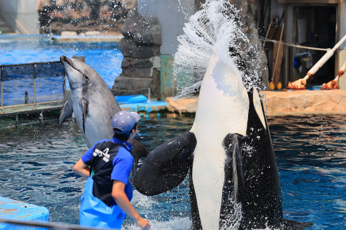 シャチ - Search / X