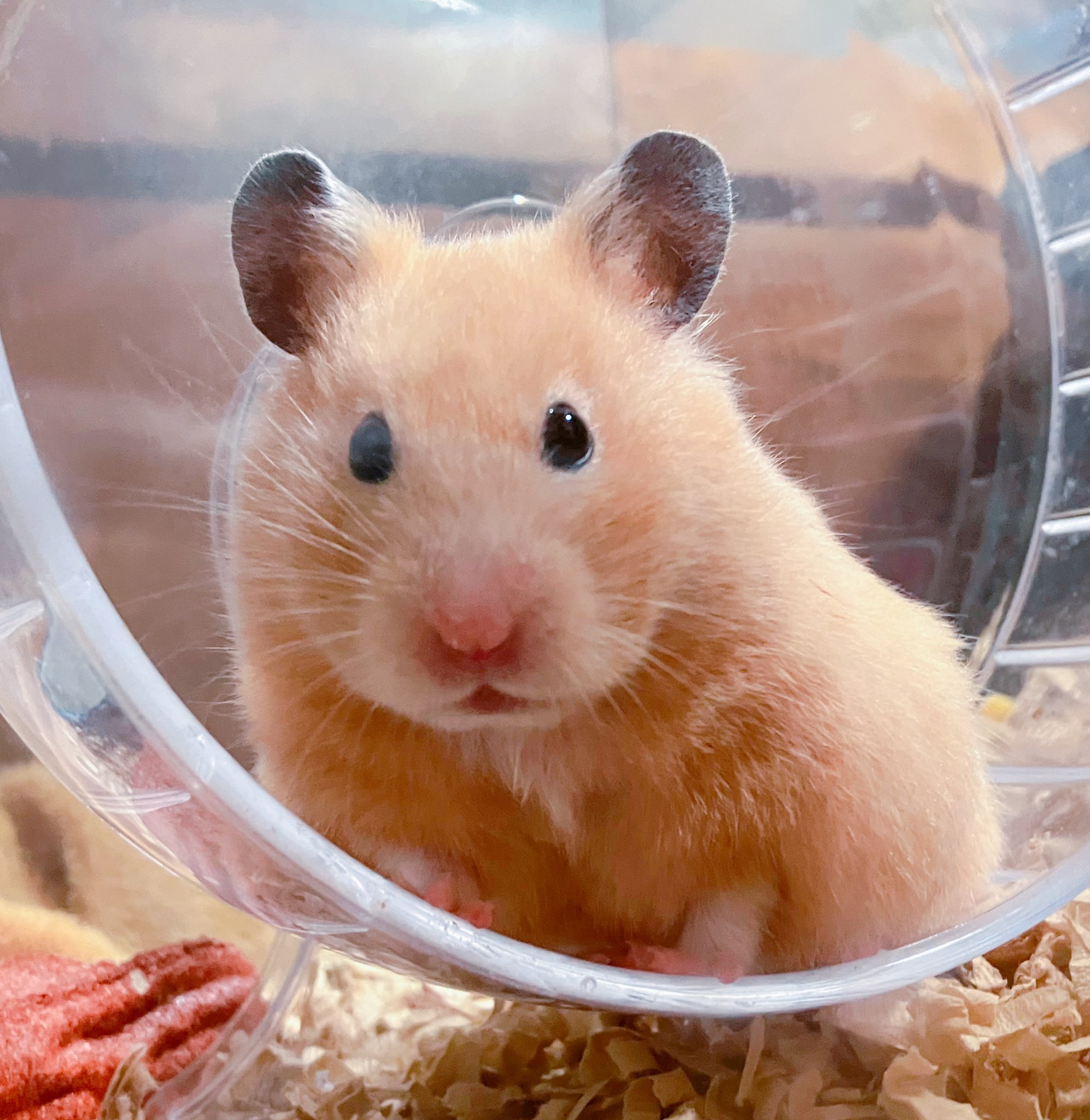 ネズミちゃんページです。 10キロです。 まさかの《○○ネズミ!?》が登場!!!!【青鬼オンライン