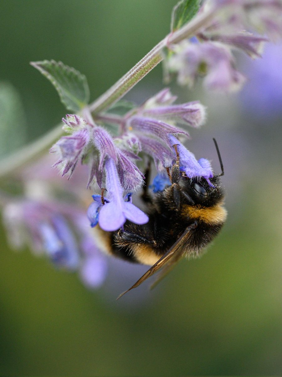 eeviewonders's tweet photo. Back in the lavender #Togtweeter #ThePhotoHour #snapyourworld #insects #flies #pollinators #flowers #plants #NaturePhotography #bee #hoverfly #bumblebee https://t.co/0C7OdJwFCB