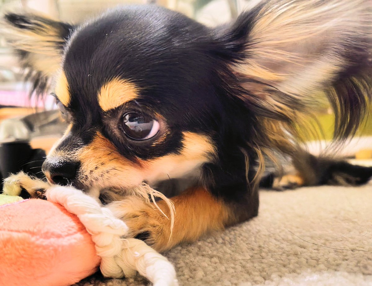 ใใใ๐ Ringo the Chihuahua (@ringo_lcc) on Twitter photo ใซใใซใใซใ๐๏ธ
็ๅฃใช้กใงใๆฐใซๅ
ฅใใฎใใใกใใใซใใซใใซใ๐๏ธ
ไธไฝใฉใใชไบใ่ใใฆใใใใงใใใใ?
ใใใ๐ใฏ่ฒใ
ใชใใใกใใง้ใใงใใใใฎใงใใใใกใใ้ธใถๆนใๅนธใใงใ๐
#ใใฏใฏ #chihuahua #็ฌใฎใใๆฎใใ ใซใใซใใซใ๐๏ธ
็ๅฃใช้กใงใๆฐใซๅ
ฅใใฎใใใกใใใซใใซใใซใ๐๏ธ
ไธไฝใฉใใชไบใ่ใใฆใใใใงใใใใ?
ใใใ๐ใฏ่ฒใ
ใชใใใกใใง้ใใงใใใใฎใงใใใใกใใ้ธใถๆนใๅนธใใงใ๐
#ใใฏใฏ #chihuahua #็ฌใฎใใๆฎใใ