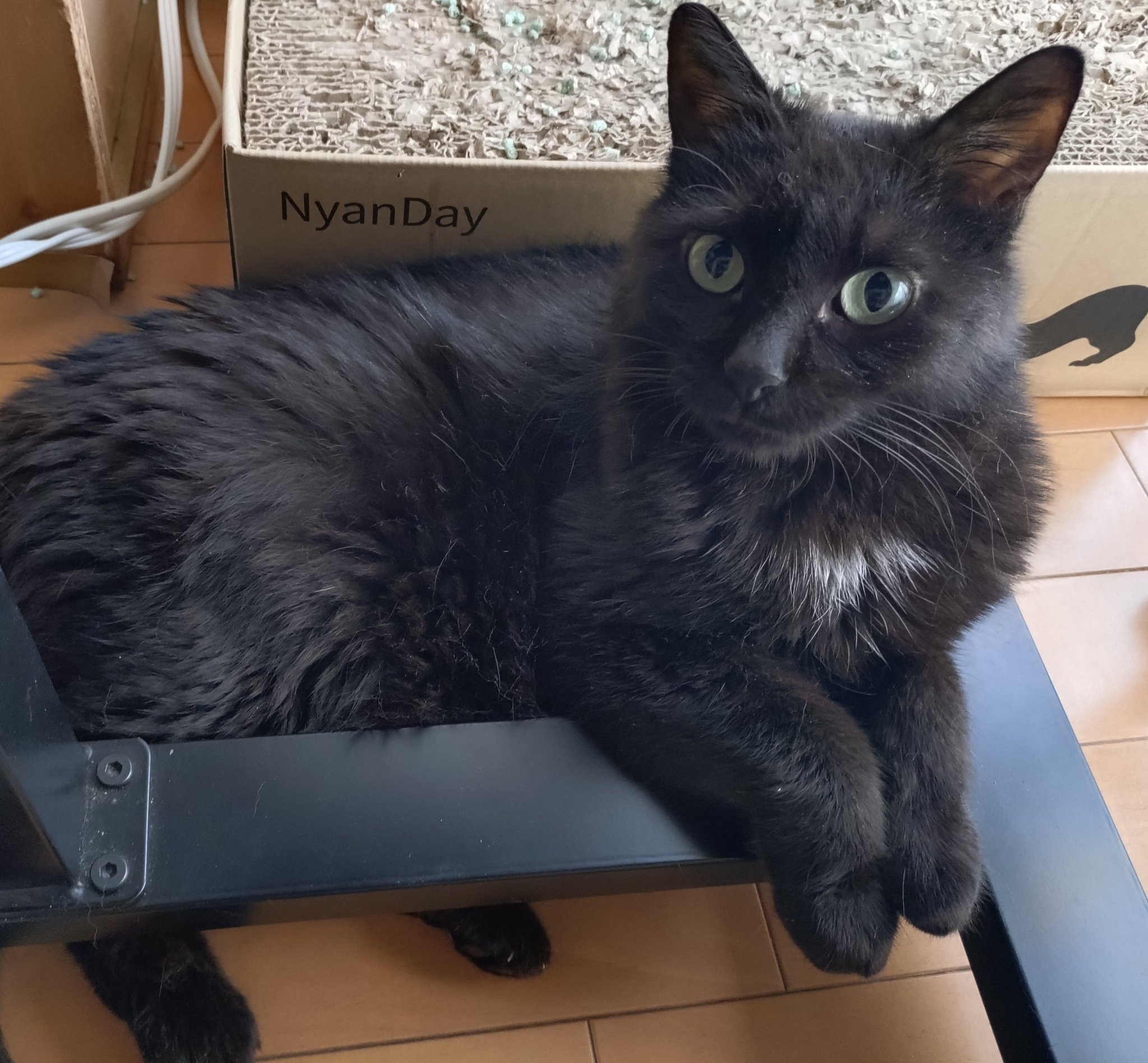 額 女豹に黒猫 💛まお💛 on X: 