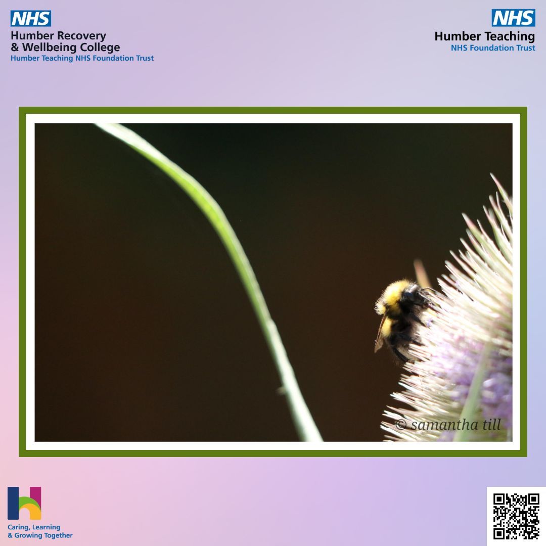 This Sunday, we have a lovely photo of a bee by Sam 🐝

If you have any work you'd like us to share, email us at HNF-TR.RecoveryCollege@nhs.net

#Photography #RecoveryCollege #MentalHealth #SharingSunday #RecoveryAndWellbeingCollege