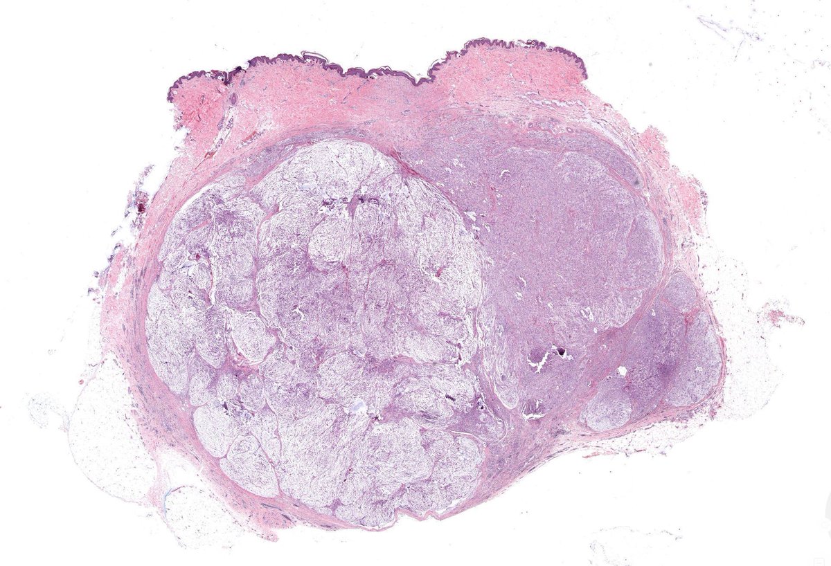 Jerad Gardner, MD tweet media