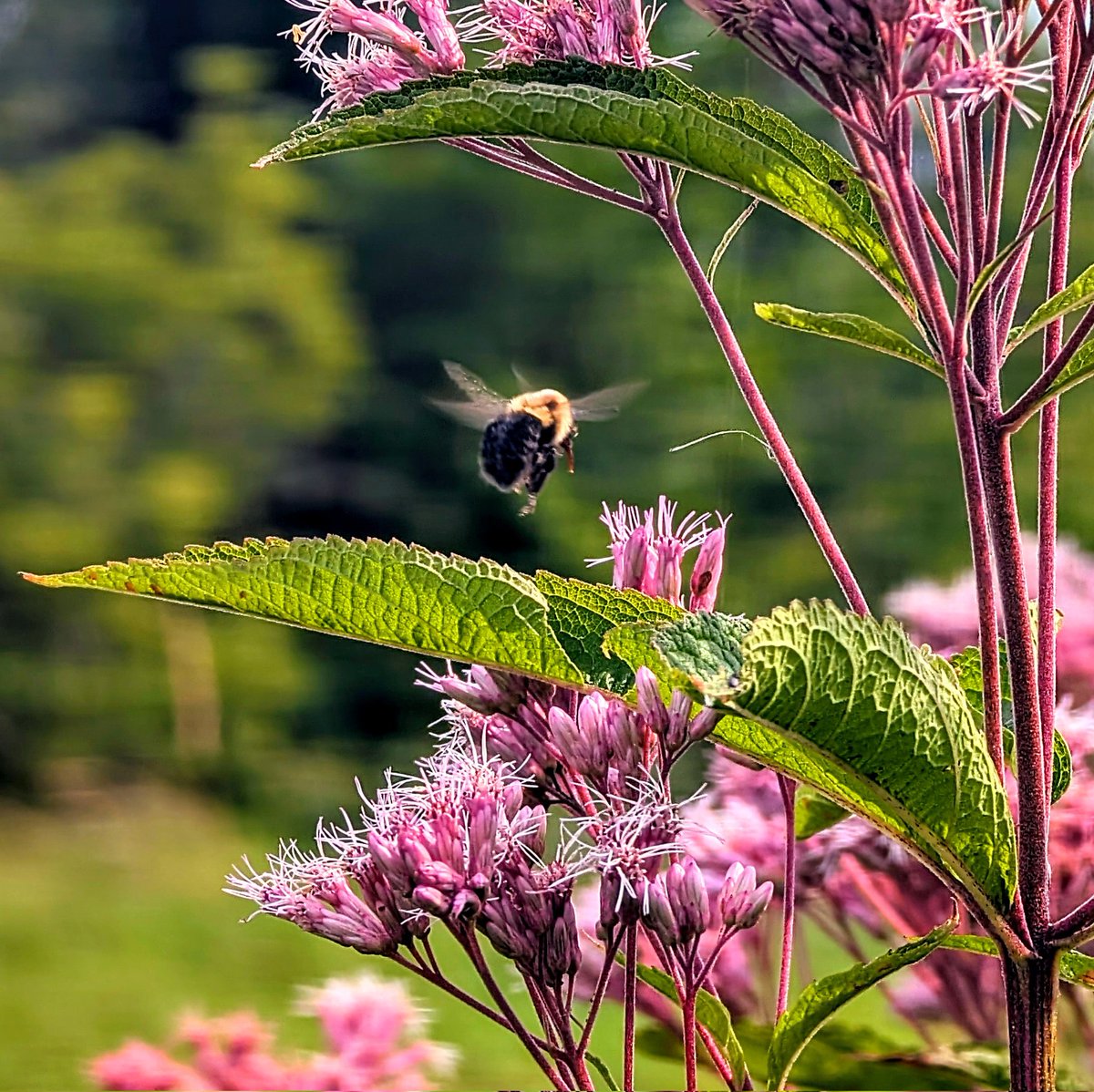 It would 🐝 Sunday already,, as August is flying by,,👍😎☕🌽🐮