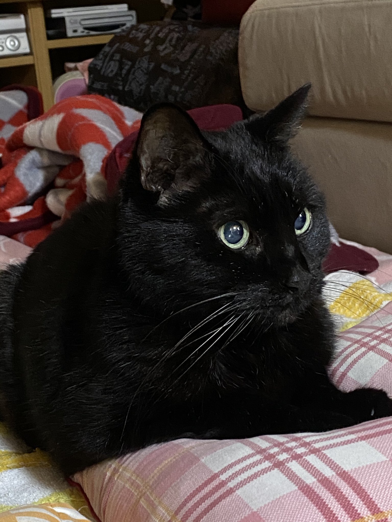 STAR 　BLACK Scandal 血染め猫 2日早いけど8月17日 は #黒猫感謝の日 #blackcatappreciationday