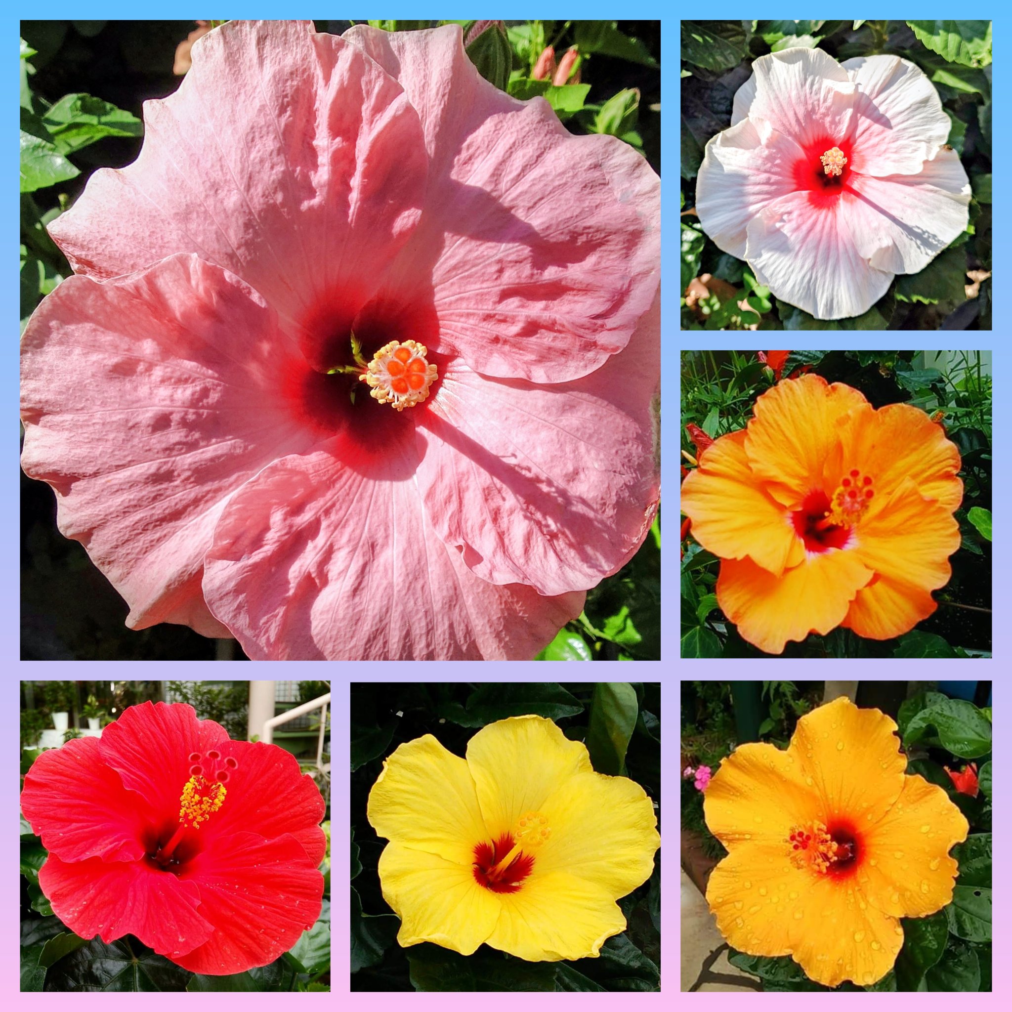 ハワイ州花 - Search / X