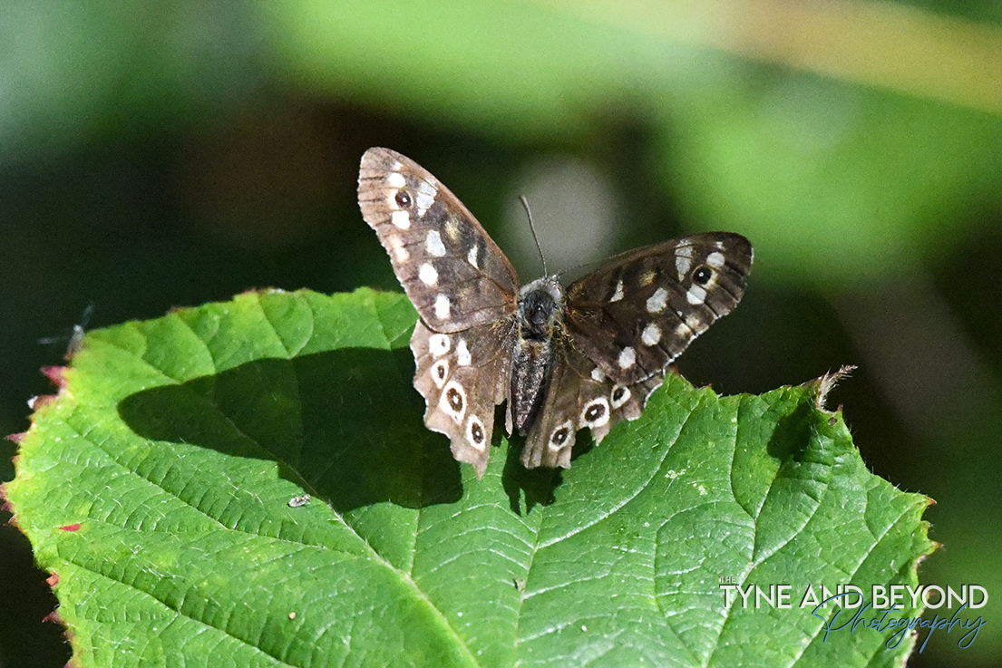 I think I have here Speckled Wood, Red Admiral, Comma and a Green Veined White (not sure about this one!) <a href="/savebutterflies/">Butterfly Conservation 🦋</a> <a href="/NorthEastTweets/">North East Tweets</a>