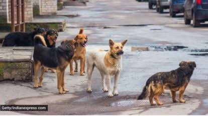 rajcheerfull's tweet photo. #InMyMindThisWeek
Stray Dogs and the Missing Compassion in Our Laws
India has always prided itself on being a land that respects every form of life. Our Constitution, under Article 51A(g), places a duty on every citizen to protect and improve the natural environment and to have compassion for all living creatures. Compassion is not limited to human beings; it extends to every life that shares our world. Yet the recent Supreme Court judgment on stray dogs seems to have overlooked that spirit.
The debate around stray dogs is a complex one. Citizens are concerned about safety and hygiene, while others see strays as voiceless beings who depend on us for survival. Both concerns are valid. But this is not a black-and-white issue. You do not have to be a dog lover to treat animals with kindness.
A common reaction one hears is, “Why don’t you adopt them if you care so much?” Many people are happy to adopt, to pay for their upkeep, and to contribute in whatever way possible. But adoption cannot be the only solution. Not everyone has the infrastructure, space, or resources to take in a dog. That does not mean the animal should be neglected or treated with cruelty. This is where the State and civic bodies must step in, with policies grounded in compassion and responsibility.
Other countries have shown us it is possible to address the issue effectively. In the Netherlands, strong sterilisation programmes, strict anti-abandonment laws, and community partnerships have virtually eliminated the stray dog problem. In Turkey, municipalities care for street dogs through vaccination, sterilisation, feeding programmes, and community kennels, ensuring they are not left to suffer. Even within India, states like Sikkim and Goa have achieved visible success through systematic sterilisation drives and community awareness campaigns.
Stray dogs are not the problem. The absence of planning and infrastructure is. With consistent sterilisation programmes, properly funded shelters, and strong laws against abandonment, the streets would not be home to so many animals. Instead, the burden is shifted to citizens, who are told to either tolerate them or adopt them. That is unfair both to people and to the dogs.
The measure of a society is how it treats its most vulnerable. Stray dogs did not choose this life; they were born into it. To turn our backs on them is to deny the very compassion that our Constitution asks of us. Humane and effective solutions exist, and examples are all around us. What is missing is the will to implement them.
Until then, it is worth remembering that kindness is not optional.
#dog #dogs #Straydog #Animal #SupremeCourt #StrayDogs #KindnessMatters #india