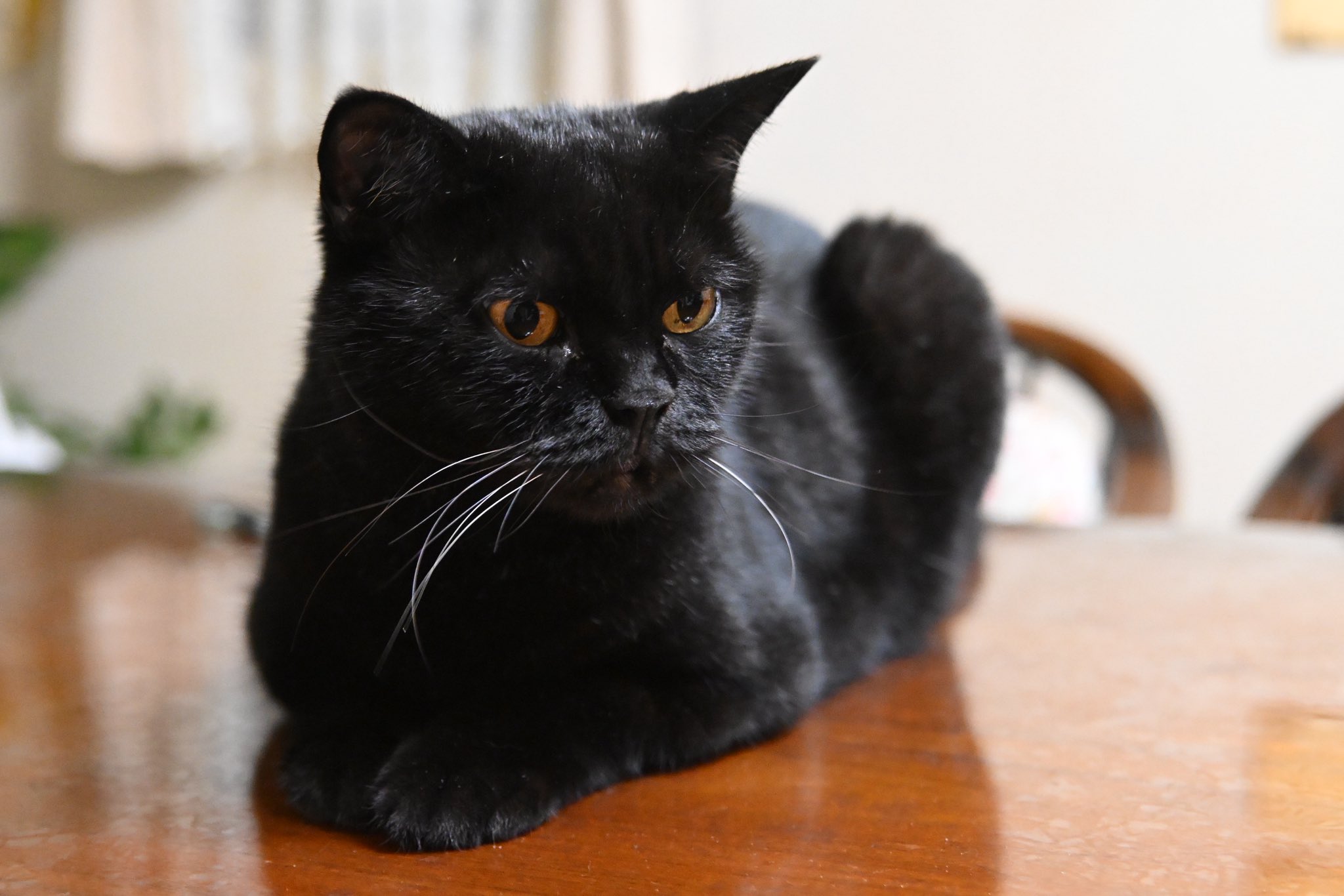 黒猫 Yahoo!オークション - saf 猫 黒猫 和猫 猫の日 ワイルド 羊毛