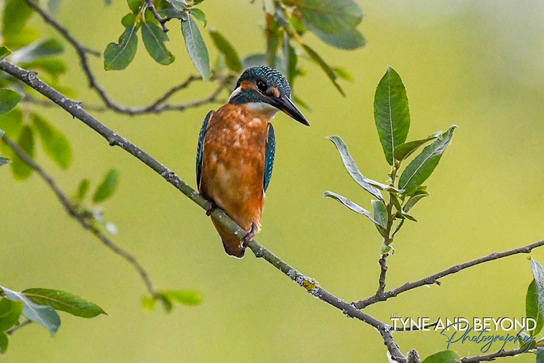 Kingfisher watching and waiting! 
<a href="/Natures_Voice/">RSPB</a> <a href="/bbcwildlifemag/">BBCWildlifeMagazine</a> <a href="/BBCSpringwatch/">BBC Springwatch</a>
<a href="/NorthEastTweets/">North East Tweets</a> <a href="/NTBirdClub/">Northumberland & Tyneside Bird Club</a>