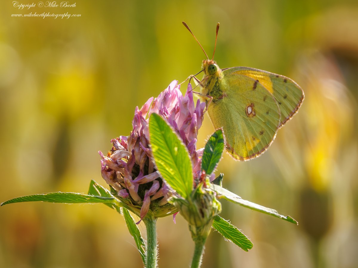 mikebarthbirdin's tweet photo. Clouded Yellow &amp; Scotch Argus yesterday in Lancs and Cumbria respectively with @ArthriticPeak 

#CloudedYellow  #MigrantButterfly #ButterfliesOfTheUK #ButterflyMigration   #ScotchArgus  #ScottishButterflies #CumbriaWildlife  #Butterflies #ButterflyPhotography #BritishButterflies https://t.co/mM89pUDP5O
