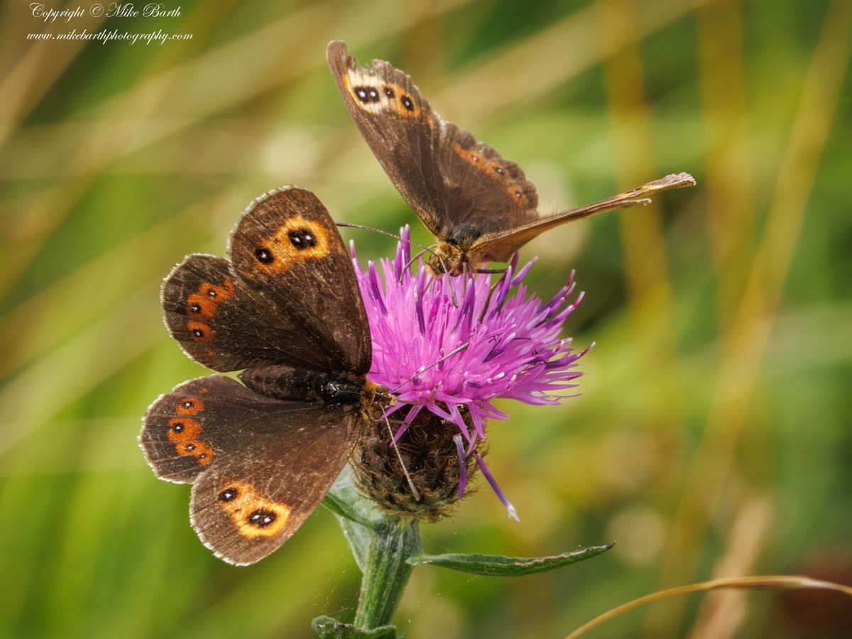 mikebarthbirdin's tweet photo. Clouded Yellow &amp; Scotch Argus yesterday in Lancs and Cumbria respectively with @ArthriticPeak 

#CloudedYellow  #MigrantButterfly #ButterfliesOfTheUK #ButterflyMigration   #ScotchArgus  #ScottishButterflies #CumbriaWildlife  #Butterflies #ButterflyPhotography #BritishButterflies https://t.co/mM89pUDP5O